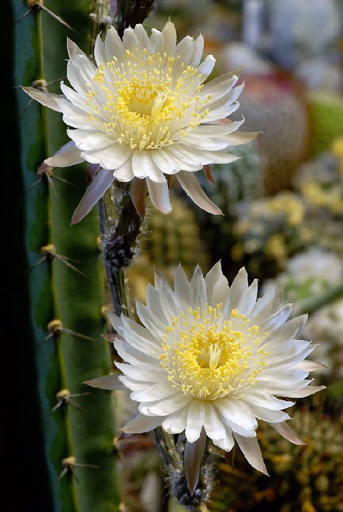 Peniocereus striatus ©G.Marchand